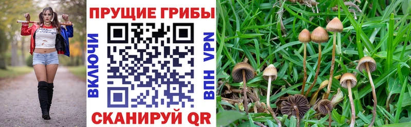 Галлюциногенные грибы Cubensis  где найти   Касимов 